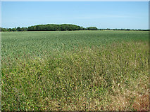 TM1972 : Wheat crop field by Denham Corner by Evelyn Simak