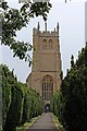 Martock church tower and tree avenue