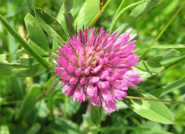 red-clover-by-the-thames-path-steve-daniels-cc-by-sa-2-0-geograph