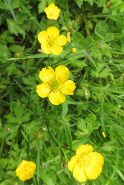 weed and feed creeping buttercup