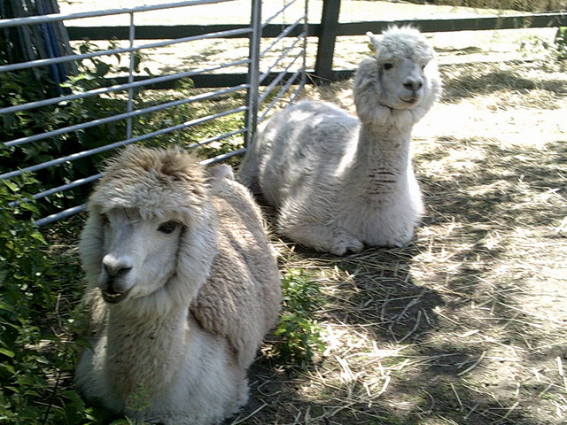 Pair of alpacas, Vauxhall City Farm © Peter S :: Geograph Britain and ...