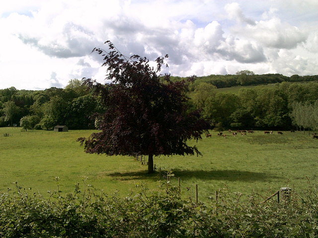 Grazing cattle, Blackwell Farm