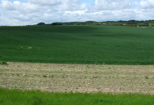 Crop field near Seaton