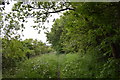 Footpath between Silverdale and Scot Hay