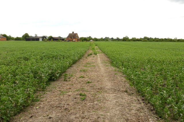 Bridleway through fields of broad beans