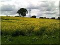 TL0200 : Field of yellow flowers off the Chiltern Way by Peter S