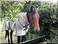 TQ0399 : A horse looking through a hedge by Peter S