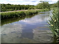 River Chess at Sarratt Bottom