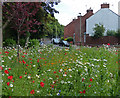 Wildflowers at Vicarage Lane in Belgrave