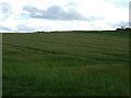 Crop field off Herrington Road