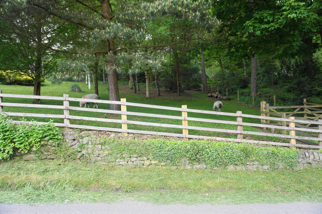 Sheep employed as lawnmowers