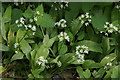 Ramsons or Wild Garlic (Allium ursinum), Wallace Monument