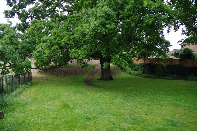 Oak tree and footpath, Charlton Kings, Cheltenham, Glos