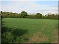 Field near Comberton