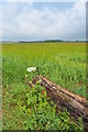 Log and field