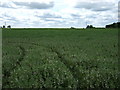 Crop field near West Rasen