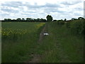 Crop field and hedgerow