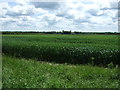 Crop field, Gibbet Hill