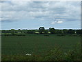 Crop field near West Torrington