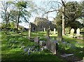 Bluebells among the graves, Church of Our Lady, Seaton Sluice, Northumberland