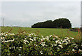 Farmland at Carrutherstown