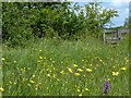 ST3484 : Early summer flowers, Solutia Nature Reserve by Robin Drayton