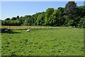 Field beside Eyarth House Wood