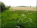 A harvested field, Cornamuck