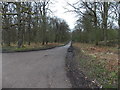 Road into the forest, Parkend