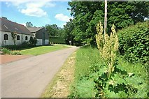 SP7705 : Roadside Rhubarb by Des Blenkinsopp