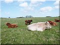 NZ3275 : Resting Cattle and the George De la Val obelisk, near Seaton Sluice by Derek Voller