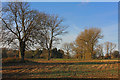 Trees off Wicken Lane