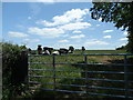 W6160 : Cows graizing in a field by Hywel Williams