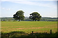 Trees in a field near Longforgan