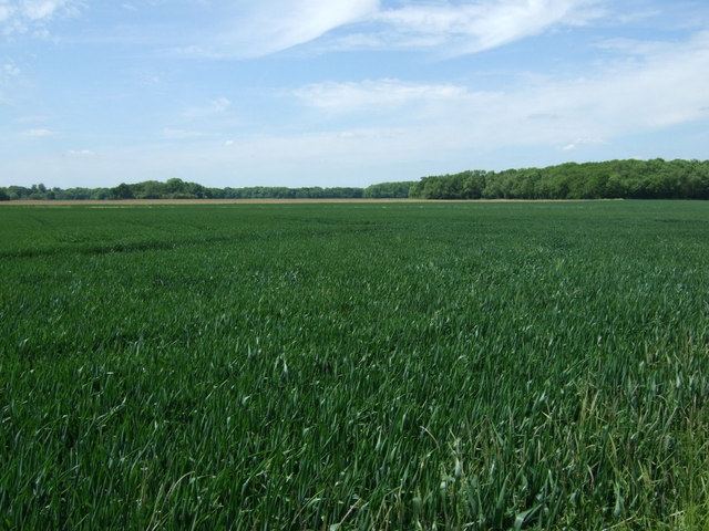 Crop field near Eltisley