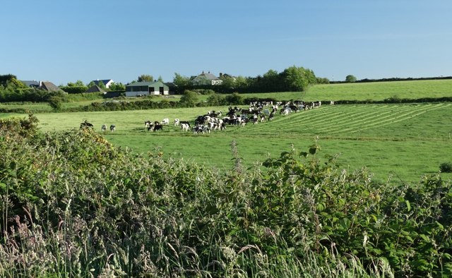Cattle enjoying newly cut grass