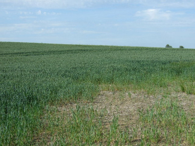Crop field north of Mill Road