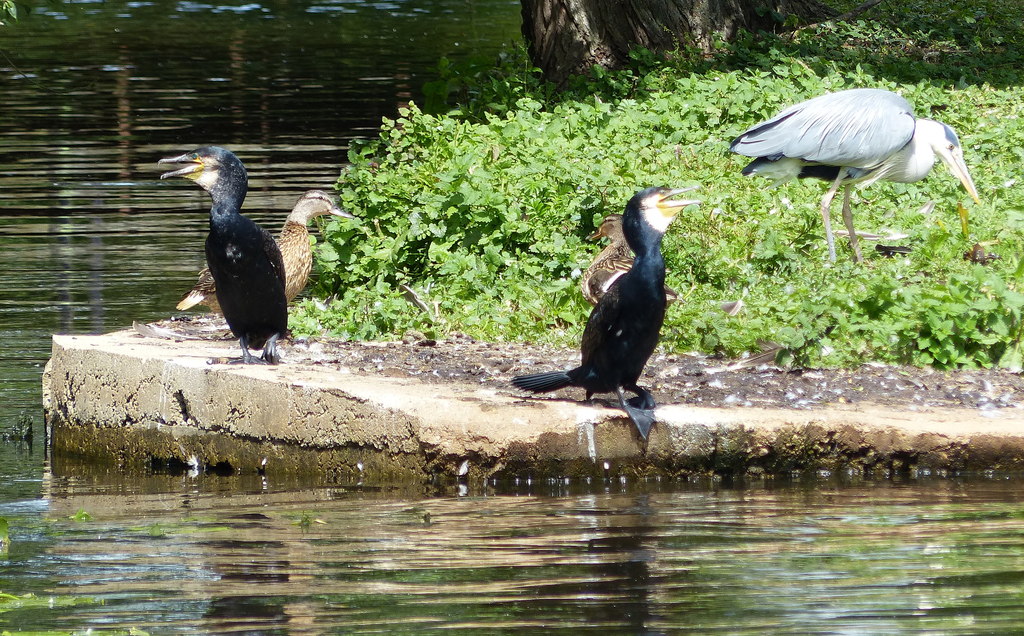 Birds along the River Thames © Mat Fascione cc-by-sa/2.0 :: Geograph ...