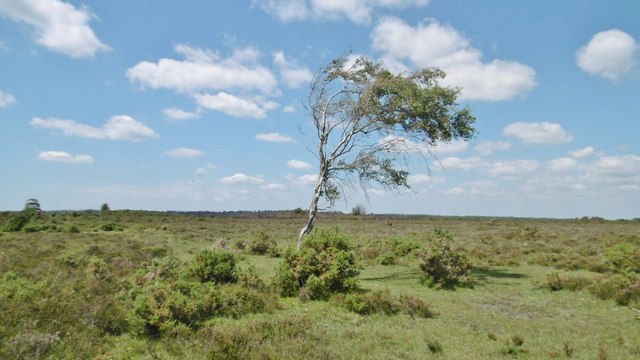 Bagshot Moor, windswept tree