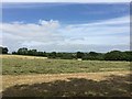 Baling near Apedale