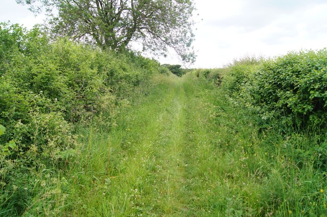 Overgrown byway on Itchen Down