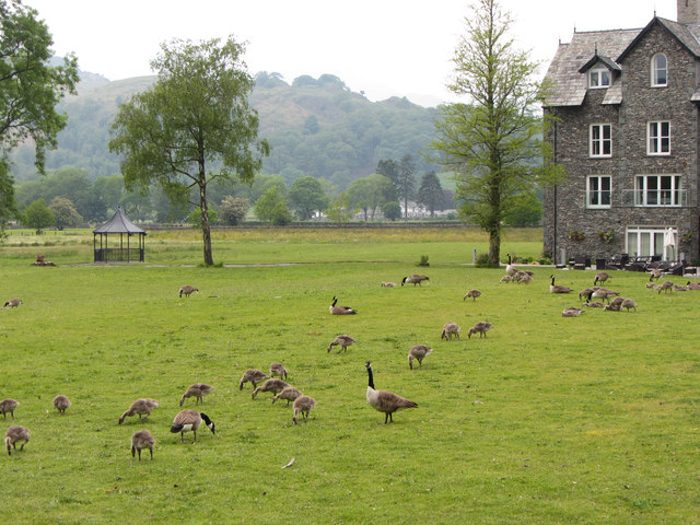 Geese and goslings in Grasmere