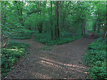 TL3557 : Paths in Hardwick Wood by Hugh Venables