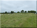 ST7605 : Sheep grazing, Rawlsbury Camp by Maurice D Budden