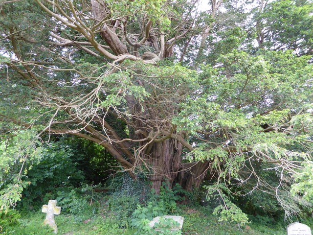 Ancient yew tree in Woolland churchyard