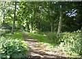 Path through wooded area next to the Copcut, Droitwich