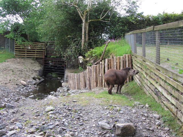 Tapir at the Lake District Wildlife Park