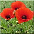 NZ1067 : Common Poppy (Papaver rhoeas) near March Burn by Andrew Curtis