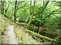 SH6541 : Fallen tree, Coed Llyn Mair by Christine Johnstone