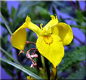 TG2906 : Yellow iris (Iris pseudacorus) growing beside the River Yare by Evelyn Simak